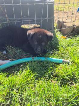 Nico -  Shepherd and Border Collie Dog for Adoption in Olympia, Washington - Nico | PetCurious