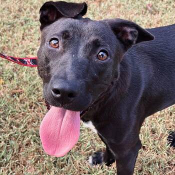 Carlee -  Black Russian Terrier and American Staffordshire Terrier Dog for Adoption in Cartersville, Georgia - Carlee | PetCurious