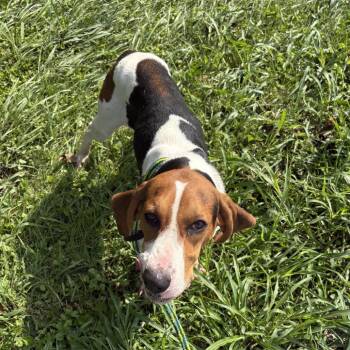 Code -  Treeing Walker Coonhound Dog for Adoption in Batavia, Ohio - Code | PetCurious