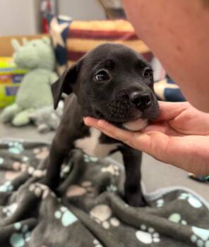Flint -  American Staffordshire Terrier Dog for Adoption in Pierceton, Indiana - Flint | PetCurious