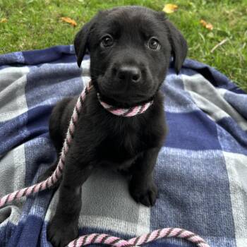 Butternut squash soup -  Black Labrador Retriever Dog for Adoption in Oak Brook, Illinois - Butternut Squash Soup | PetCurious