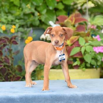 Cheeto -  Terrier Dog for Adoption in Wake Forest, North Carolina - Cheeto | PetCurious
