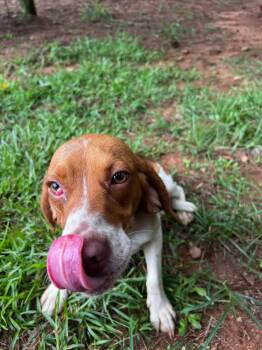 Elroy in foster -  Beagle Dog for Adoption in Danielsville, Georgia - Elroy In Foster | PetCurious