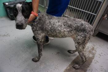 Rescue Australian Cattle Dog Blue Heeler and Bluetick Coonhound Dogs for Adoption in Ocala, Florida - ZELDA | PetCurious