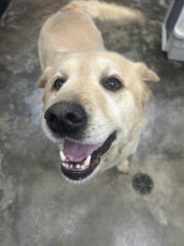 Marley -  Labrador Retriever Dog for Adoption in Osage Beach, Missouri - Marley | PetCurious