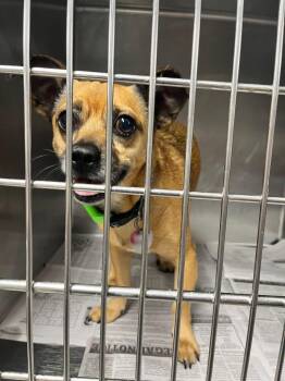 Hino -  Terrier Dog for Adoption in Hopkinsville, Kentucky - Hino | PetCurious