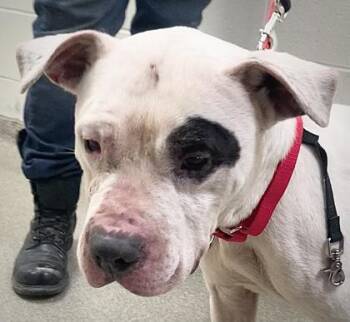 Petey -  Mixed Breed Dog for Adoption in Cincinnati, Ohio - Petey | PetCurious