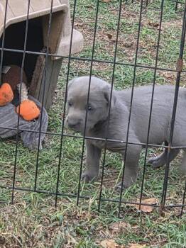 Blu -  Pit Bull Terrier Dog for Adoption in Welling, Oklahoma - Blu | PetCurious