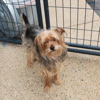 Pixie -  Yorkshire Terrier Dog for Adoption - Pixie | PetCurious