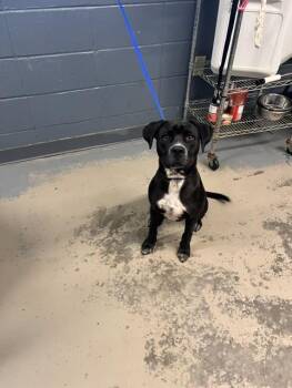 BOONE -  Labrador Retriever and American Staffordshire Terrier Dog for Adoption in Tallahassee, Florida - BOONE | PetCurious