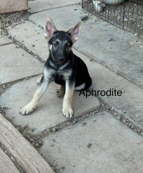 Aphrodite -  German Shepherd Dog Dog for Adoption in Tucson, Arizona - Aphrodite | PetCurious