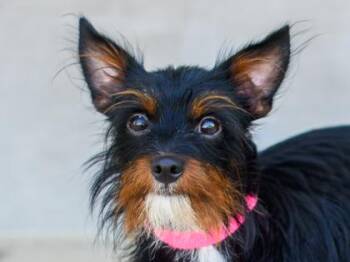 Harley -  Mixed Breed Dog for Adoption in Longmont, Colorado - Harley | PetCurious