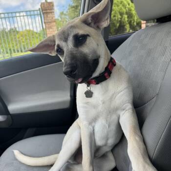 Oyster Nugget -  Labrador Retriever and Black Mouth Cur Dog for Adoption in Friendswood, Texas - Oyster Nugget | PetCurious
