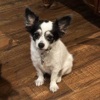 Sasha -  Chihuahua Dog for Adoption in Pelham, New Hampshire - Sasha | PetCurious