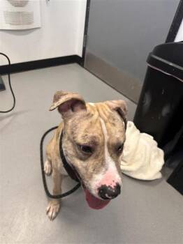 Mixed Breed Dogs Available for Adoption in West Chester, Pennsylvania - Snapdragon | PetCurious