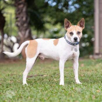 Bruce -  Terrier and Mixed Breed Dog for Adoption in Honolulu, Hawaii - Bruce | PetCurious