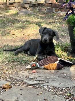 Hopper -  American Staffordshire Terrier Dog for Adoption in Salem, New Hampshire - Hopper | PetCurious