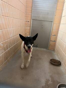 Duke -  Terrier Dog for Adoption in New Braunfels, Texas - Duke | PetCurious