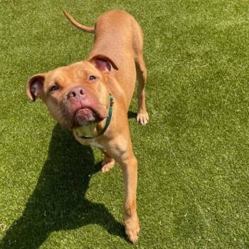 American Bulldog Dogs Available for Adoption in Greensboro, North Carolina - She-Ra | PetCurious