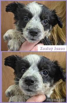 Australian Cattle Dog Blue Heeler Dogs Available for Adoption - Keeley Jones | PetCurious