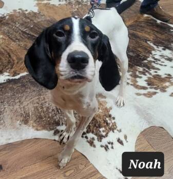 Rescue Treeing Walker Coonhound Dogs for Adoption in Lexington, Massachusetts - Noah | PetCurious