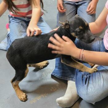 Belgian Shepherd Malinois Dogs Available for Adoption in Harlingen, Texas - Lucky | PetCurious