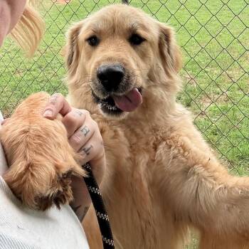 Cordelia -  Great Pyrenees Dog for Adoption in Guthrie, Oklahoma - Cordelia | PetCurious