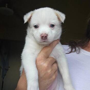 FLOUNDER -  Pit Bull Terrier and Mixed Breed Dog for Adoption in Albuquerque, New Mexico - FLOUNDER | PetCurious