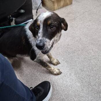 Bonnie -  Australian Cattle Dog Blue Heeler and Mixed Breed Dog for Adoption in Ardmore, Oklahoma - Bonnie | PetCurious