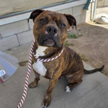 MAMORU -  Pit Bull Terrier and Boxer Dog Available for Adoption in Long Beach, California - MAMORU | PetCurious