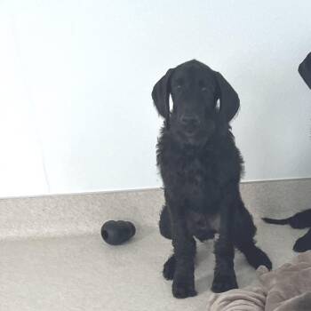 Jumbo 2564 -  Poodle and Great Dane Dog for Adoption in Loxahatchee Groves, Florida - Jumbo 2564 | PetCurious