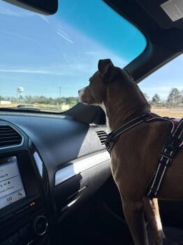 Mixed Breed Dogs Available for Adoption in Sanford, North Carolina - Milky Way (COURTESY POST) | PetCurious