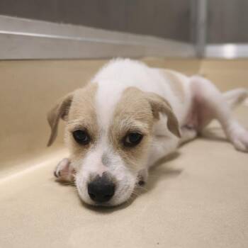 Jack Russell Terrier Dogs Available for Adoption in Briarcliff Manor, New York - Johnny | PetCurious