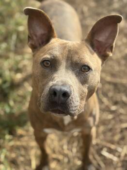 Rescue Pit Bull Terrier Dogs for Adoption in Burlington, New Jersey - Bronx | PetCurious