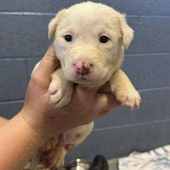 Mixed Breed Dogs Available for Adoption in Gadsden, Alabama - Australia | PetCurious