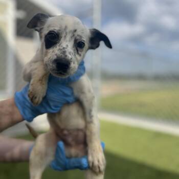 Border Collie Dogs Available for Adoption in Liberty, Missouri - Colorado | PetCurious