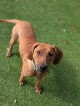 Hound Dogs Available for Adoption - Shelly | PetCurious