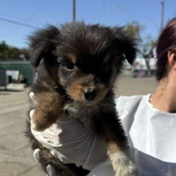 Steve -  Australian Shepherd Dog for Adoption in Fresno, California - Steve | PetCurious