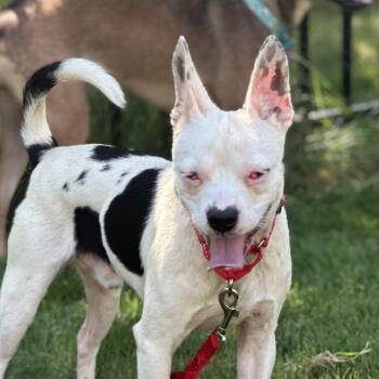 Gohan -  Boston Terrier and Jack Russell Terrier Dog for Adoption - Gohan | PetCurious