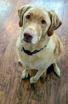 Labrador Retriever Dogs Available for Adoption in Medina, Ohio - Chloe (Jazz) --Courtesy Post Huron County Humane Society | PetCurious