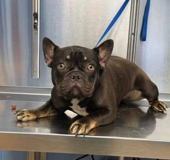 KAYLA -  French Bulldog Dog for Adoption in Minneapolis, Minnesota - KAYLA | PetCurious