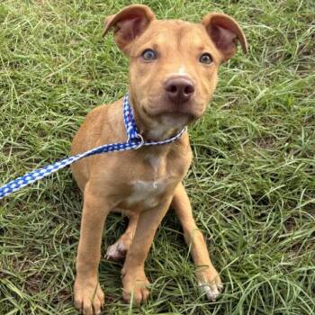 MINNIE MOUSE -  Mixed Breed Dog for Adoption in Pensacola, Florida - MINNIE MOUSE | PetCurious