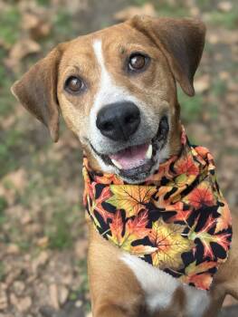 Autumn -  Mixed Breed Dog for Adoption in Anderson, Indiana - Autumn | PetCurious