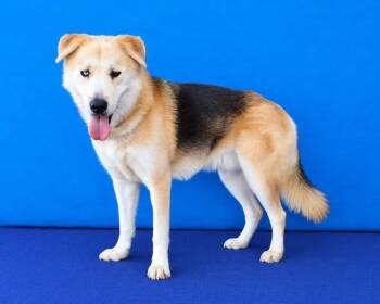 TOBY CUEVAS -  German Shepherd Dog and Siberian Husky Dog for Adoption in Pasadena, California - TOBY CUEVAS | PetCurious