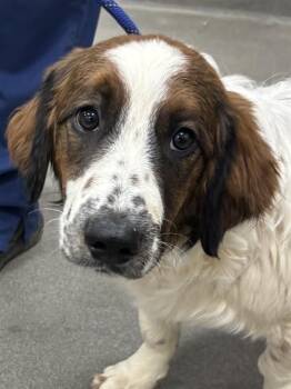 Dachshund Dogs Available for Adoption - ALBERTO | PetCurious