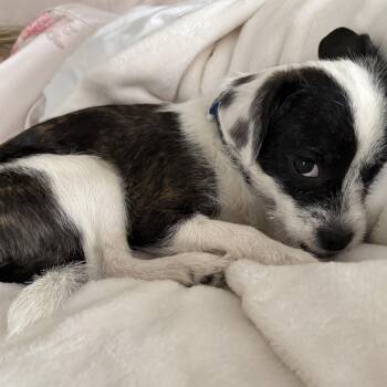 Terrier Dogs Available for Adoption - Goku | PetCurious