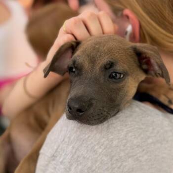 Boston Rob -  Mixed Breed Dog for Adoption in Columbia, South Carolina - Boston Rob | PetCurious