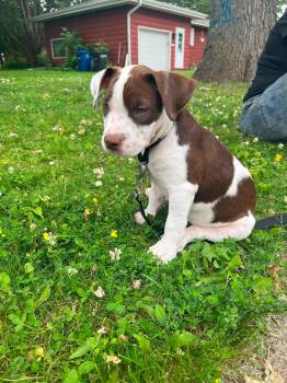 Bailey -  Mixed Breed Dog for Adoption in De Pere, Wisconsin - Bailey | PetCurious