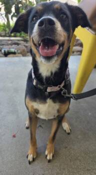 Lara Croft -  Mixed Breed Dog for Adoption in Honolulu, Hawaii - Lara Croft | PetCurious