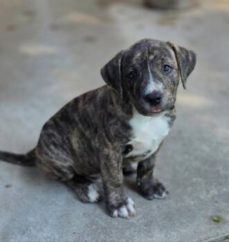 Hank -  Chesapeake Bay Retriever Dog for Adoption in Lincoln, Nebraska - Hank | PetCurious